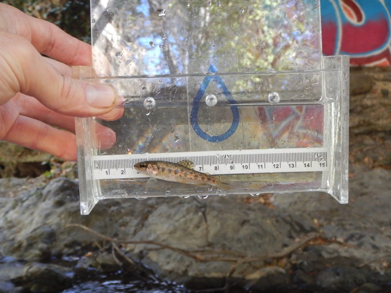 Valley Water rescues, relocates threatened steelhead in Coyote Creek